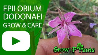 Epilobium dodonaei  grow amp care Alpine Willowherb [upl. by Balas]