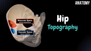 Topography of the Hip Foramina Canals Spaces Femoral Canal [upl. by Ahsercel261]