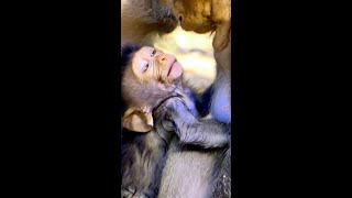 Poor Baby Mama weaning Blocking Milk Till Baby Become Exhauted Right Nowmonkeyprimate2025 [upl. by Evelina229]