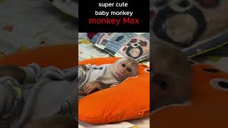 monkey max is so handsomemonkey funnyanimal Short [upl. by Enajharas]