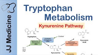 Tryptophan Metabolism Degradation and the Kynurenine Pathway [upl. by Zapot664]