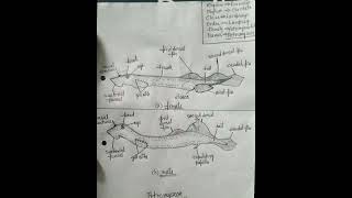 PetromyzonSea lamprey zoologypracticaldiagramphylumchordataviralshorts [upl. by Hanaj3]