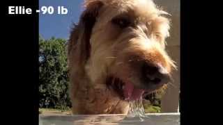 Watch How Dogs Drink in Slo Mo [upl. by Lindbom523]