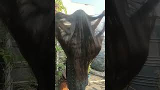 My long hair 🌸🌿longhair hairlength haircare shorts hairstyle viralvideo longhairgrowth [upl. by Africa]