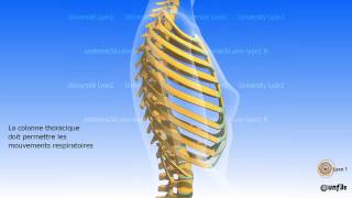 La colonne vertébrale Régions vertébrales et courbures vertébrales [upl. by Enitsirc]