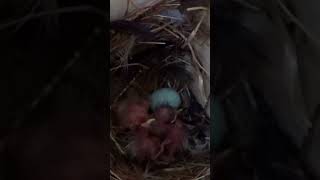 Newly Hatched Starling Chicks 🐣 birds nature wildlife shorts [upl. by Nimar]