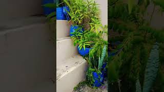 Ghar melage khubsurat plant ☘️viralvideo flowers gardening youtubeshorts [upl. by Adrian909]