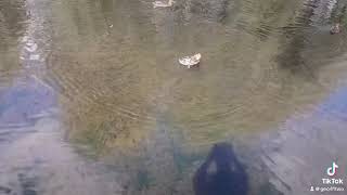 Ducks Part 11 [upl. by Suhail]