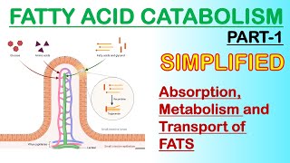 Fattyacid catabolism Part 1 [upl. by Llenrod]