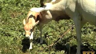 Addax Calves at Brookfield Zoo [upl. by Aronoh]