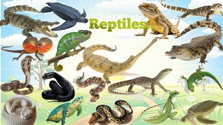 Reptiles Name For Kids  Some Facts About Reptiles  Reptiles  SnakeLizardCrocodile ampTurtle Name [upl. by Golub164]