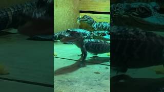 conservation education teaching animals reptiles alligator follow like ytshorts [upl. by Nodnol783]