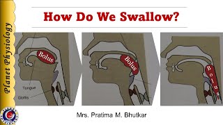 Physiology of Deglutition Swallowing [upl. by Rodd]