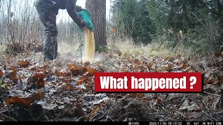 I left a PILE of CORN in the Woods What ate it all [upl. by Johnny406]