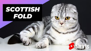 Scottish Fold 🐈 One Of The Most Expensive Cat Breeds In The World shorts [upl. by Meehyr196]