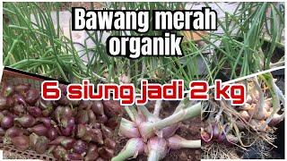 Growing red onions  Cara Menanam Bawang Merah Hasil Melimpah bawangmerah bawang onions [upl. by Waldon870]