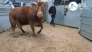 LSL Auctions  Cattle sale at Ballybofey amp Stranorlar Cooperative Livestock Mart  LSLAuctionscom [upl. by Alikee]