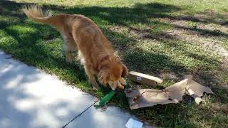 UltraMAGA golden retrievers new toy [upl. by Ximenez1]