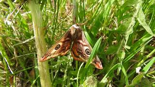 ヒメクジャクヤママユ small emperor moth 2018 0411 [upl. by Chaille]