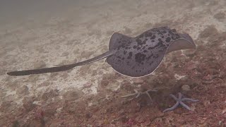 Dive week Myanmar with Smiling Seahorse December 2023 [upl. by Haceber]