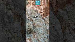 Mountain Goat shorts  Gravity Defying Extreme Climbing on a Mountain Cliff [upl. by Nnaeitak]