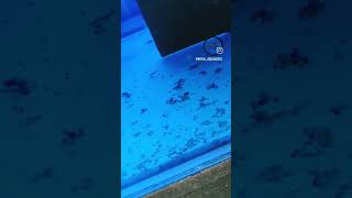 Angelfish Hatchlings ❤️❤️ angelfish angelfishtank angelfishbreeding [upl. by Nilek]