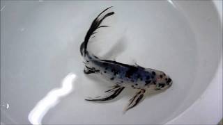 Blue Goldfish Shubunkin Japanese Breed [upl. by Plato249]