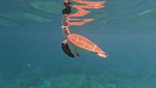 Vieques Puerto Rico Snorkeling Off The Island Of Vieques With Sea Turtles Fish Coral amp Rays [upl. by Kobi228]