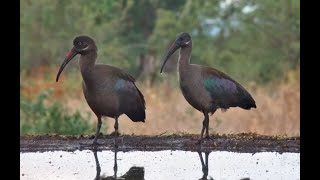 Hadeda Ibis ponder life Francolin wander past as birds sing [upl. by Porush650]