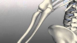 Radius and Ulna  Anatomy Tutorial [upl. by Nitreb]