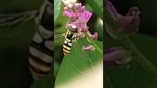 Hoverfly rpmtheexplorer rpm explorer naturelover naturephotography naturalbeauty pollination [upl. by Airitac]