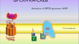 PicScience GPCR PKA CREB [upl. by Allerus]