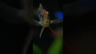 Little geophagus cichlid freshwaterfish plantedtank aquascape fishtank geophagus [upl. by Oirobil]