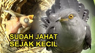 KEDASIH BURUNG PALING JAHAT DAN LICIK [upl. by Nuli]