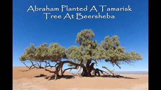 Abraham Planted A Tamarisk Tree At Beersheba [upl. by Nigle]