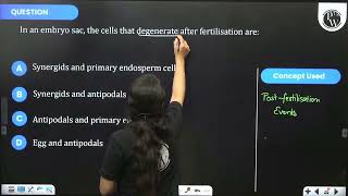 In an embryo sac the cells that degenerate after fertilisation are [upl. by Amble]