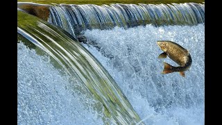 Schaubergers Vortex Mechanics Do Trout and Salmon Use Powerful Whirlpools to Scale Waterfalls [upl. by Sakhuja]