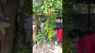 Mini Vlog 76  Amma Veedu sowbaraniyaramesh minivlog youtubeshorts [upl. by Nylsaj]