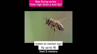 Honeybee flying series how high does a bee fly [upl. by Zalea262]