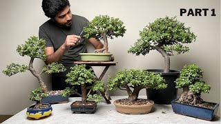 My Dwarf Jade Bonsai Collection  Maintenance Pruning  Part 1 [upl. by Bahe45]