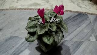 नर्सरी से लाये इस सुन्दर पौधेcyclamen के बारे में कलेक्ट की ये जानकारी I [upl. by Oilalue]