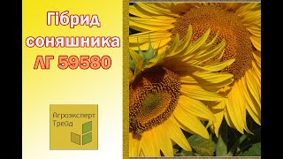 Соняшник ЛГ 59580 🌻 опис гібриду 🌻  насіння в Україні [upl. by Annekam]