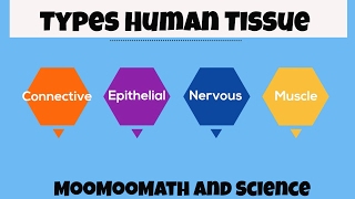 Types of Human Body Tissue [upl. by Zashin]