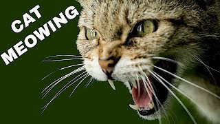 Cat Sound Effect  Cat Meowing [upl. by Anivid]