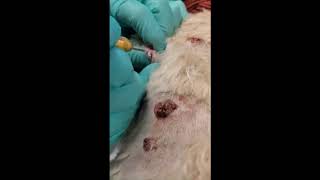 Cryosurgery on a dog  Using CryoIQ PRO cryo pen with D3 tip freezing multiple cutaneos papilloma [upl. by Berrie]