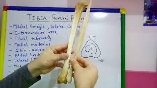 TIBIA PART1 GENERAL FEATURES BY DR MITESH DAVE [upl. by Malina]