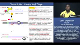 GAMSAT Gene expression  Part 2  Stages of Eukaryotic Transcription [upl. by Etnovad]