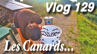 Je prépare des canards pour la première fois Vlog 129 [upl. by Ellerret667]