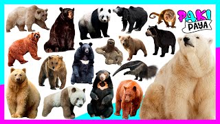 ¡TIPOS DE OSOS Types of bears Video educativo 🐻 クマ  곰  Ours  animales del bosque forest animal [upl. by Eiggem]