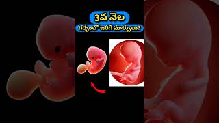 3వ నెల గర్భంలో జరిగే మార్పులు  3rd month pregnancy baby growth and development [upl. by Sherline526]